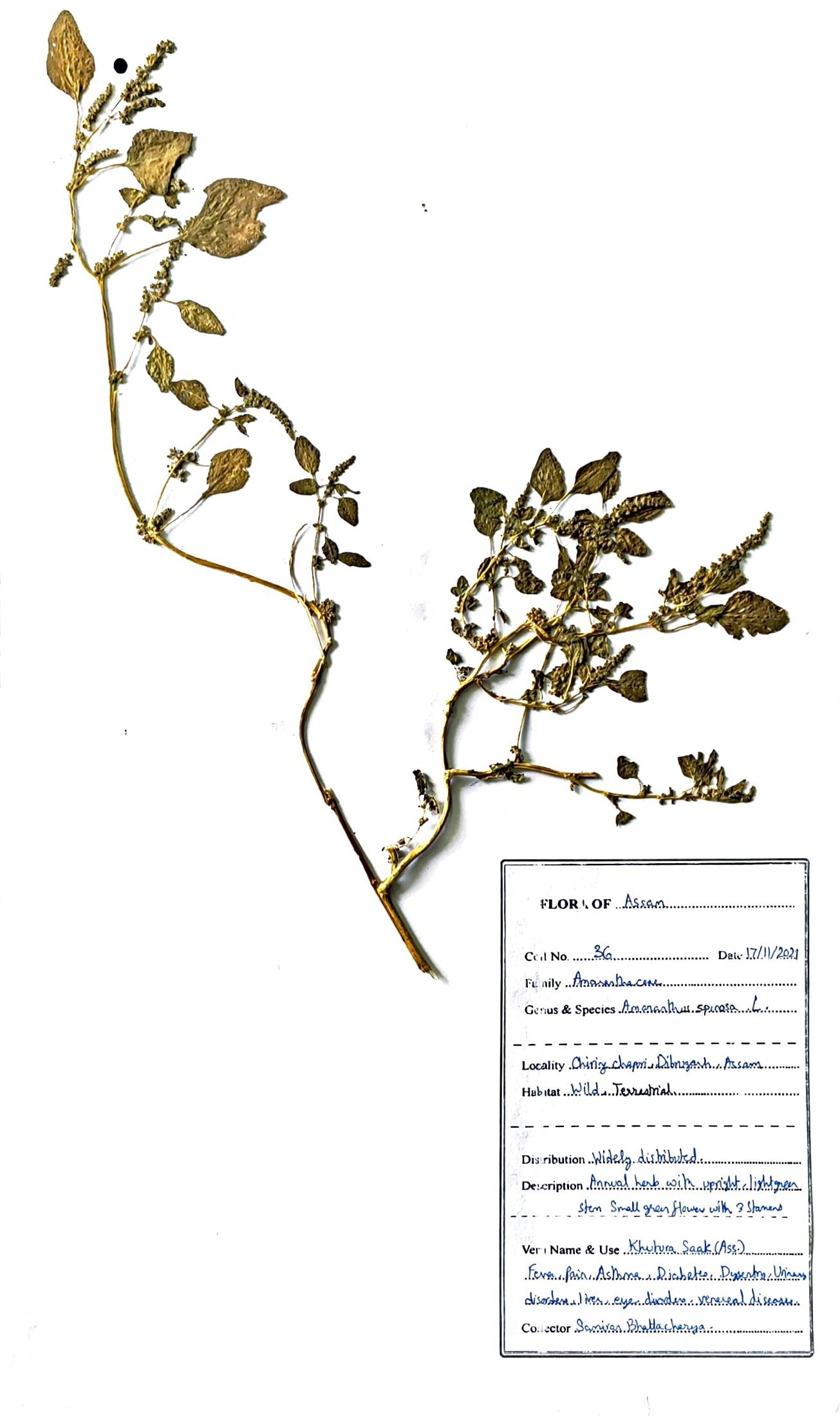 Khutura saak (Ass.) (Herbarium)